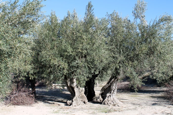 Olive plant (Small)
