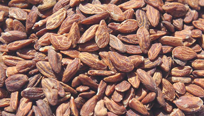 Seeds concentrate olive properties