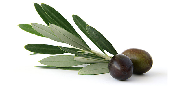 Olives used for natural ingredients