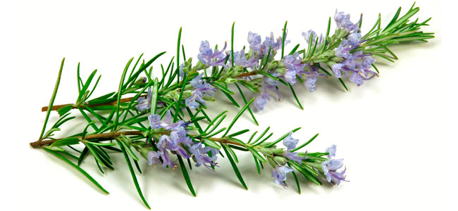 Nutexa rosemary extract rich with polyphenols and antioxidants