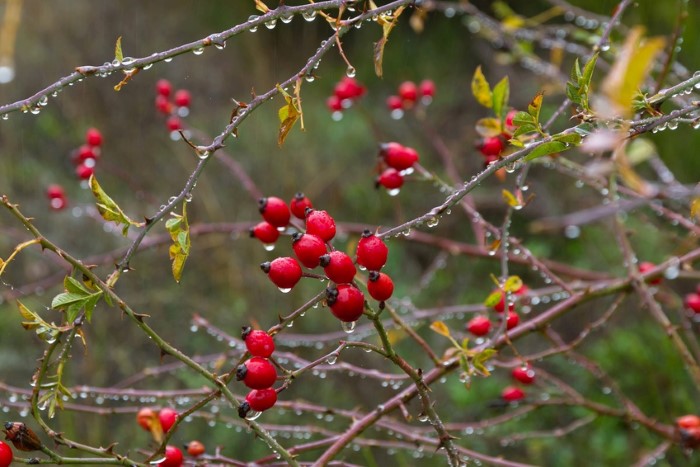 Rose hip for burns, scars and wrinkles