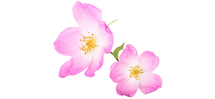 Rose hip flowers