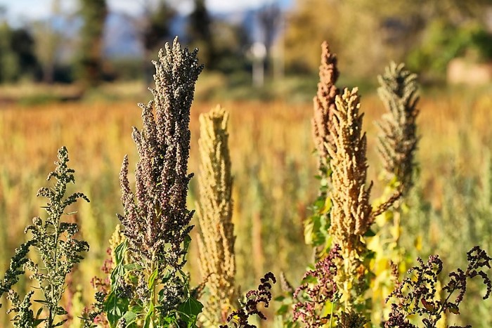 quinoa has high levels of essential amino acids