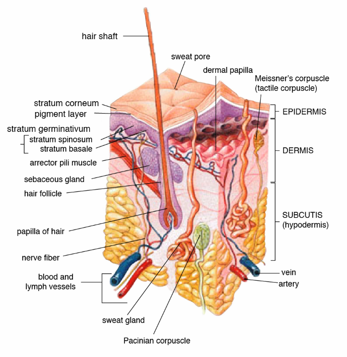 the structure of the skin