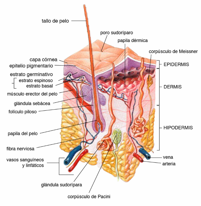 skin structure