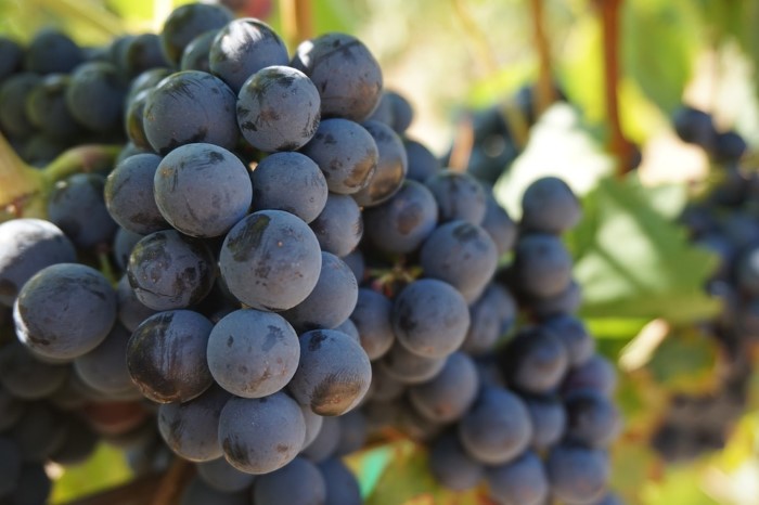 black grapes