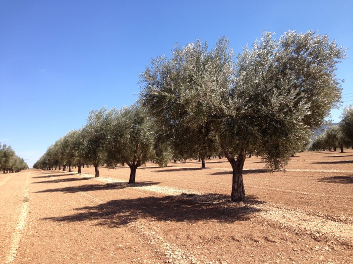 olive grove