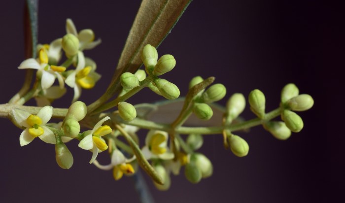 olive-blossom