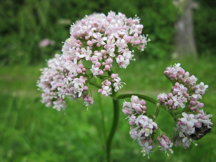 valerian-flower