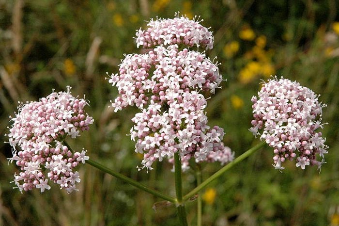 valeriana flor