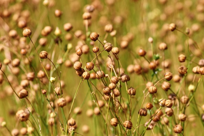 nutexa flax seed oil