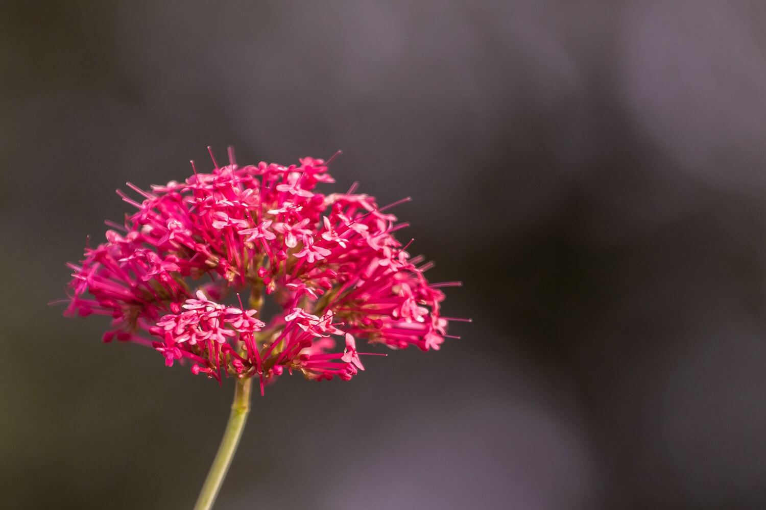 Valeriana, relajante e inductor del sueño