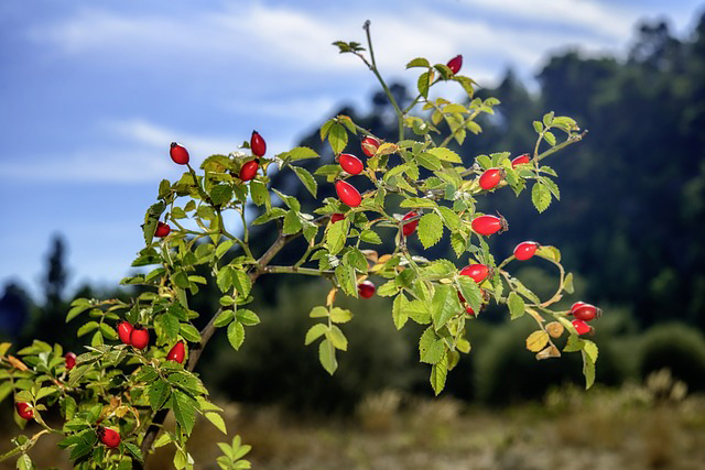 Ácidos esenciales, además de antioxidantes y vitaminas A, C y E en el aceite de rosa mosqueta